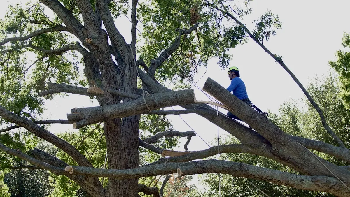 Professional Hazardous Tree Removal performed by certified arborists in Jordan