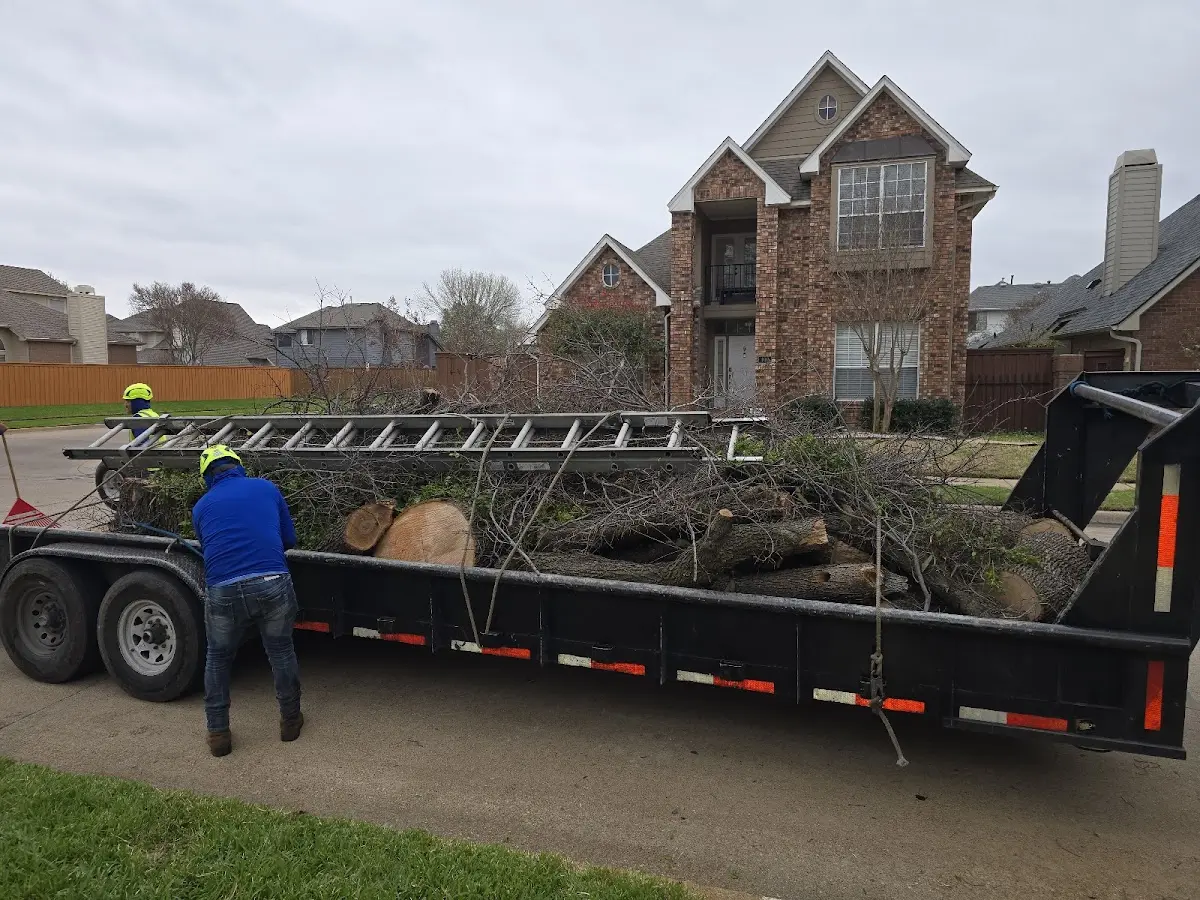 Expert Tree Removal with proper safety equipment in Jordan